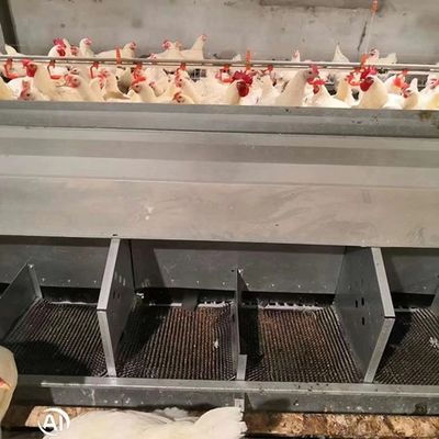 24 Holes PVC Pipe Chicken Feeders And Water Systems