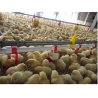 Linea automatica di Pan Feeding System Nipple Drinking del pollame del pollo