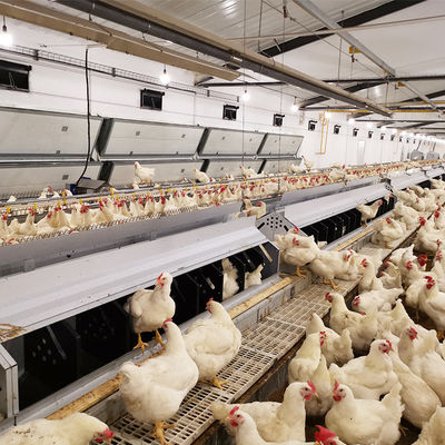 Aziende avicole Pan Feeder System Chicken Breeding