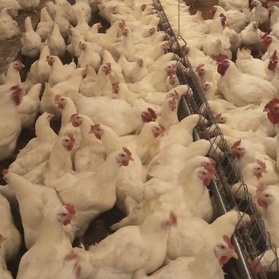Sistema commerciale del selezionatore di allevamento di messa a terra dell'attrezzatura del pollame della Camera di pollo per la griglia