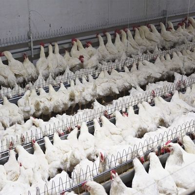 Bere del pollo del genitore di Pan Feeding System Automatic Breeder del pollame dell'attrezzatura di azienda agricola